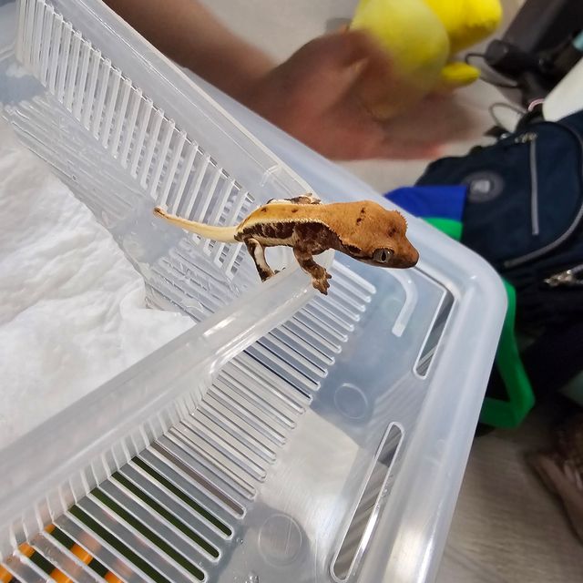 릴리화이트 트라이