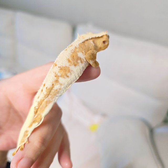 옐로우 트라이 릴리화이트