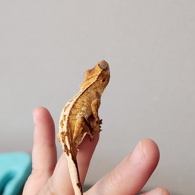 크림시클 크림 옐로우