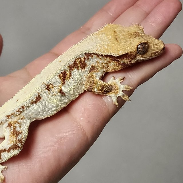 릴리화이트 트라이