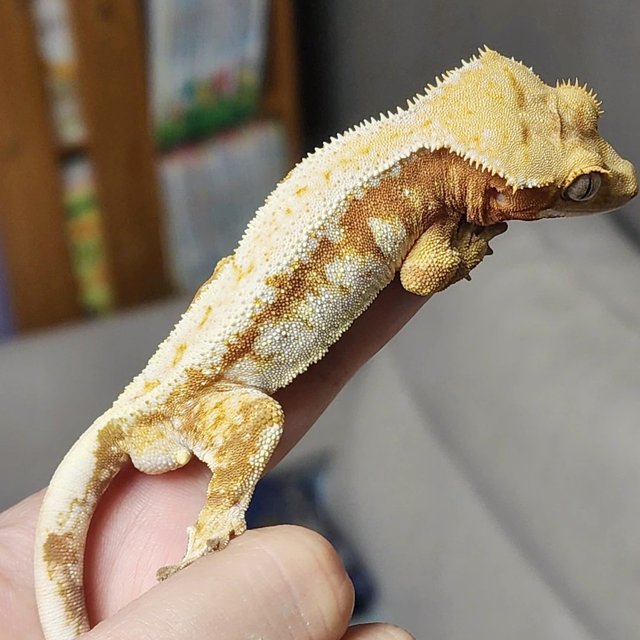 레드 드리피 화이트스팟 노멀