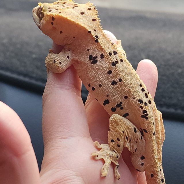 슈퍼달마시안 옐로우