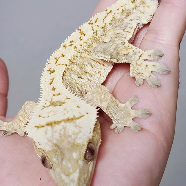 노멀 크림 화이트스팟