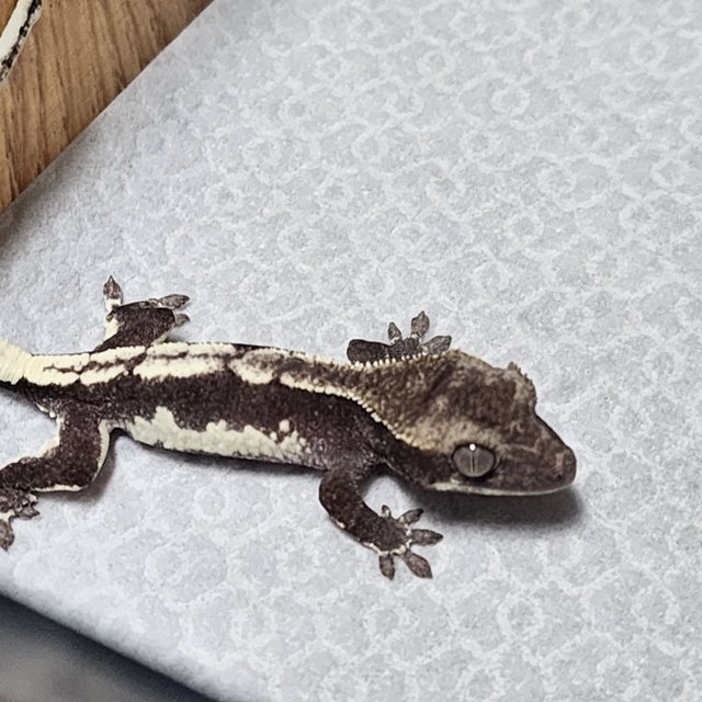 릴잔틱 릴리화이트 아잔틱