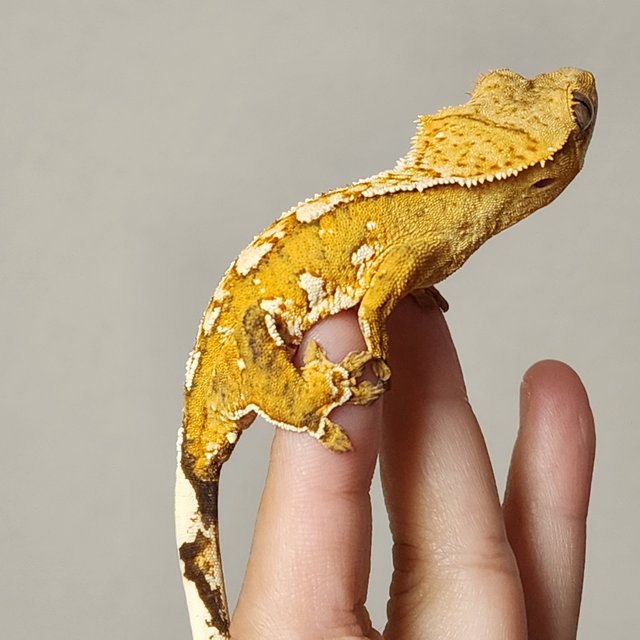 크림 크림시클 옐로우 화이트스팟 화이트포트홀