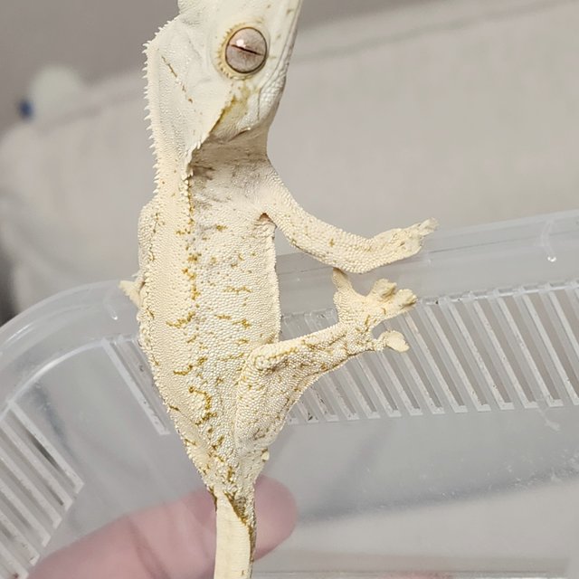 드리피 화이트스팟 화이트