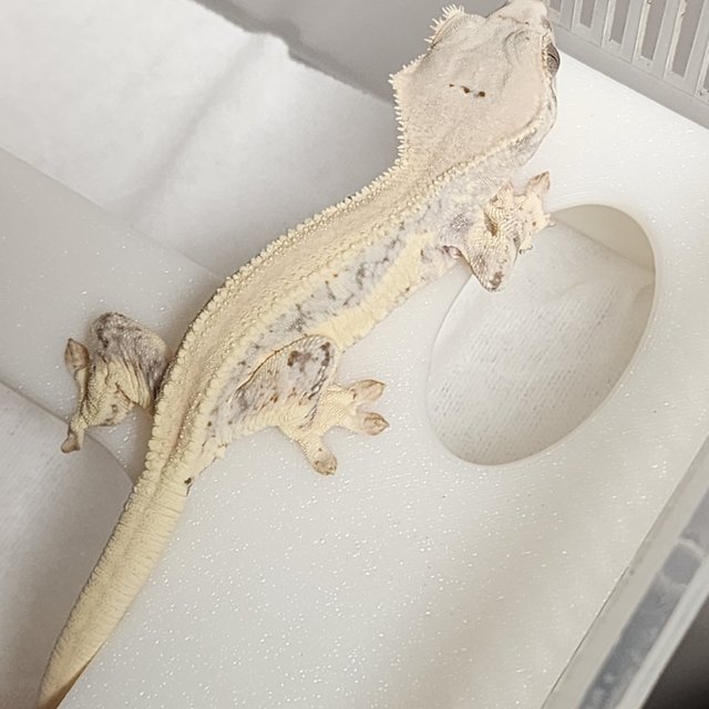 릴리화이트 솔리드백