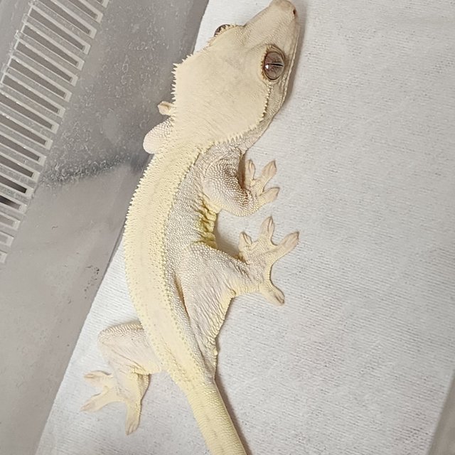 솔리드백 풀핀 릴리화이트 화이트