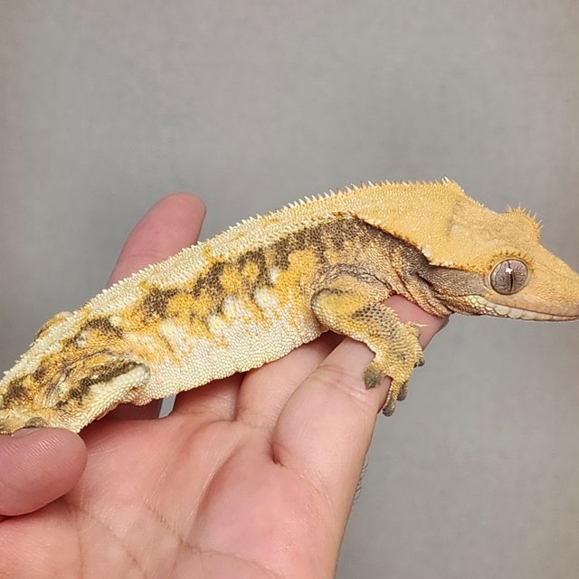 텐저린 트라이 익스트림할리퀸 옐로우