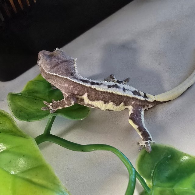 릴잔틱 릴리화이트 아잔틱