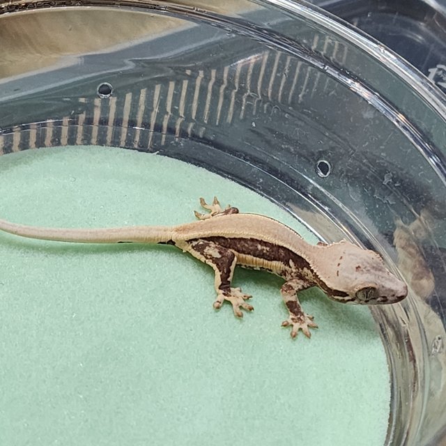 솔리드백 릴리화이트