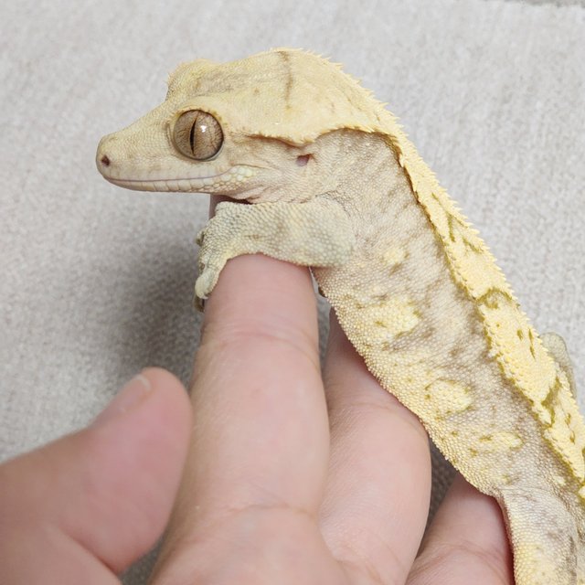 크림 크림시클 화이트스팟 옐로우 화이트