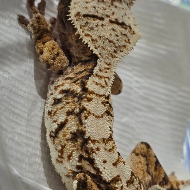 트라이 익스트림할리퀸 화이트스팟