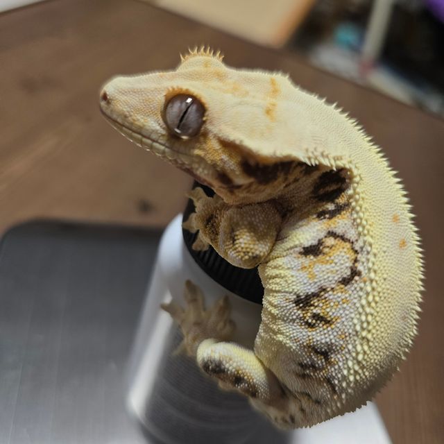 트라이 릴리화이트