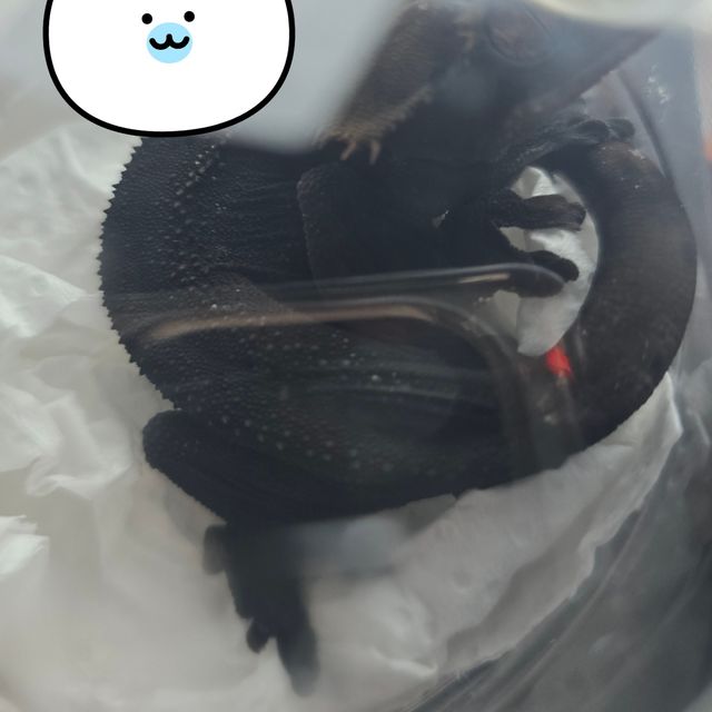 알티 챠콜