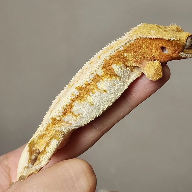 레드 드리피 화이트스팟 노멀