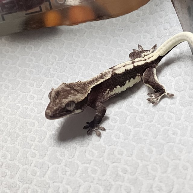 릴잔틱 릴리화이트 아잔틱