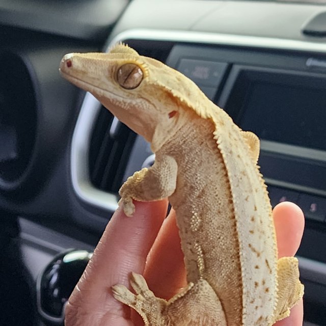 크림시클 크림 옐로우