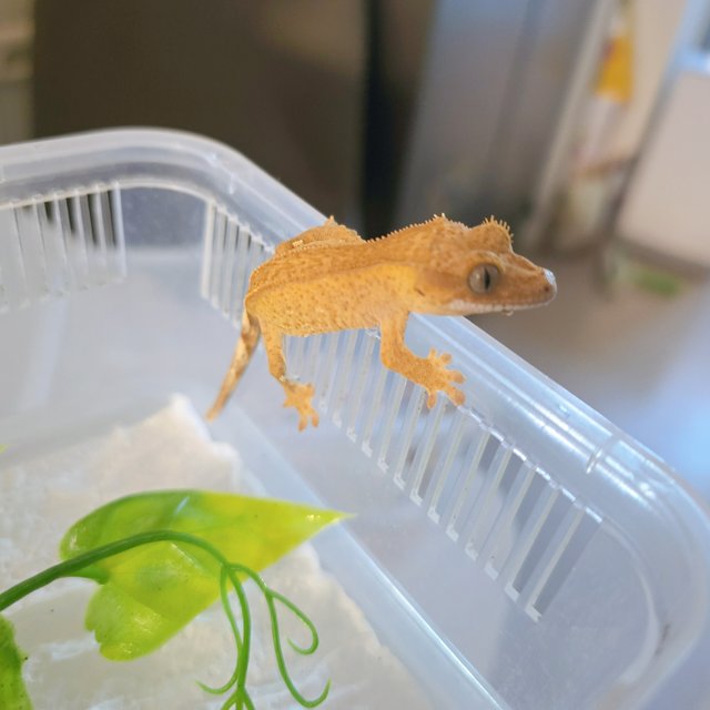 크림 크림시클 옐로우 팬텀