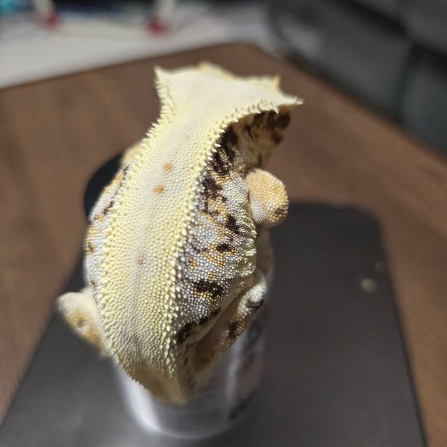 트라이 릴리화이트