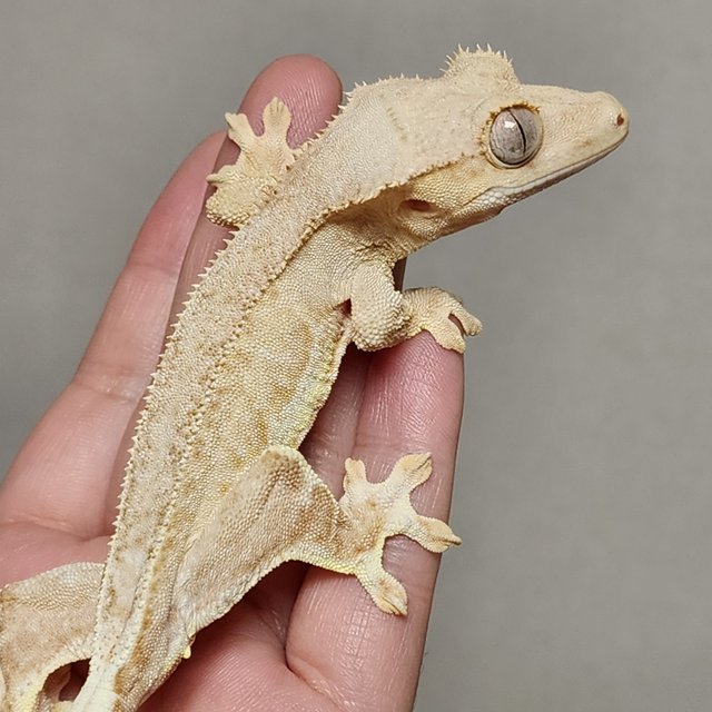 크림 팬텀 릴리화이트 크림시클 옐로우