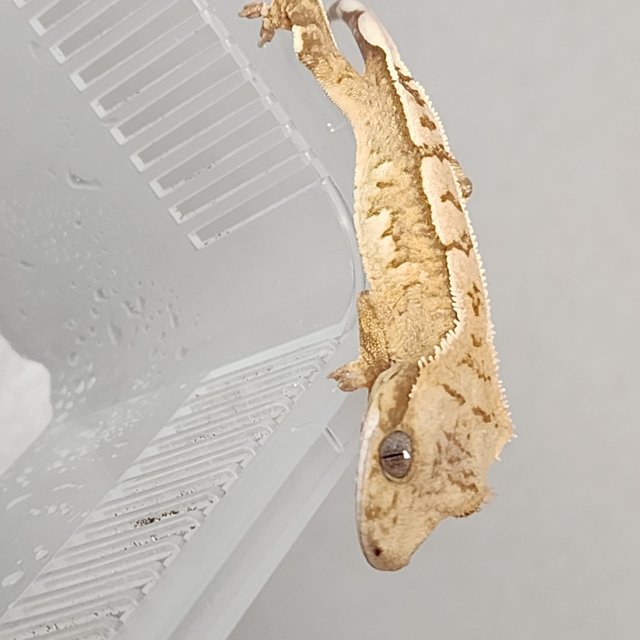 크림시클 크림 옐로우 화이트스팟