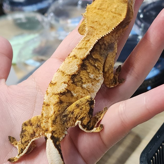 트라이 익스트림할리퀸 화이트스팟 옐로우