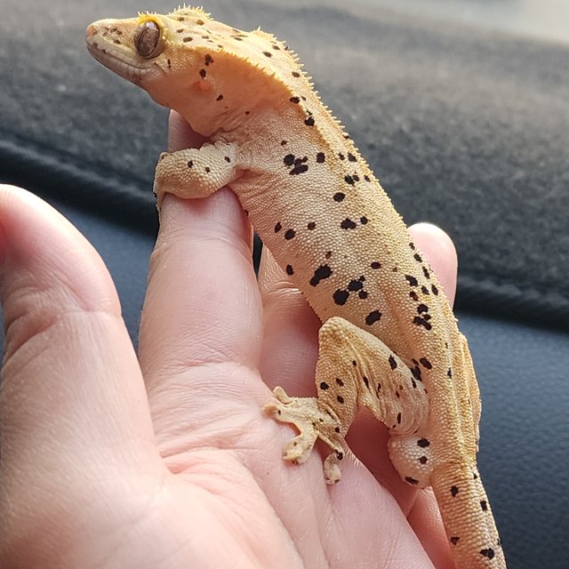 슈퍼달마시안 옐로우