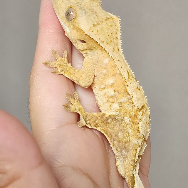 크림 크림시클 옐로우 노멀 화이트스팟 화이트포트홀