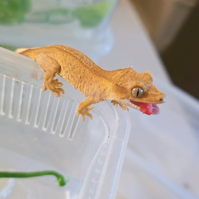 크림 크림시클 옐로우 팬텀