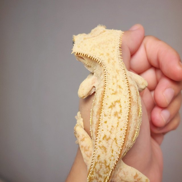 스트로베리 옐로우 크림