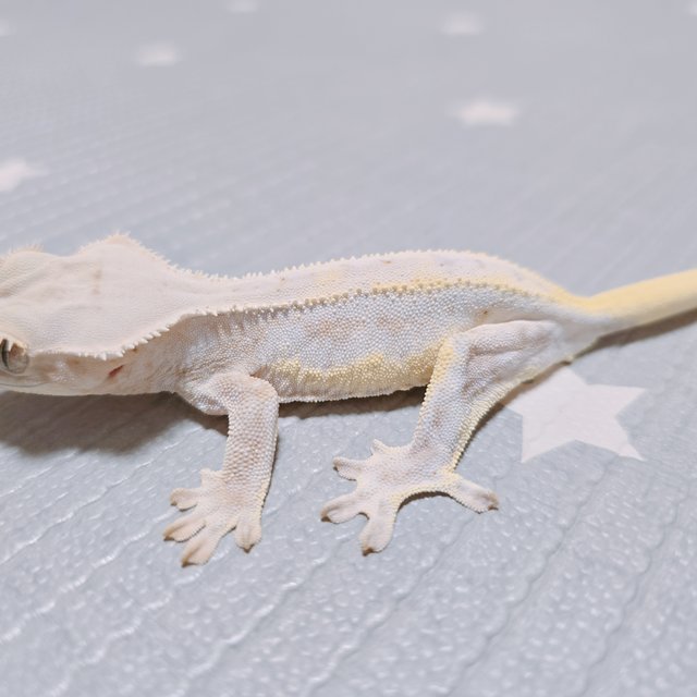 크림 크림시클 릴리화이트 옐로우