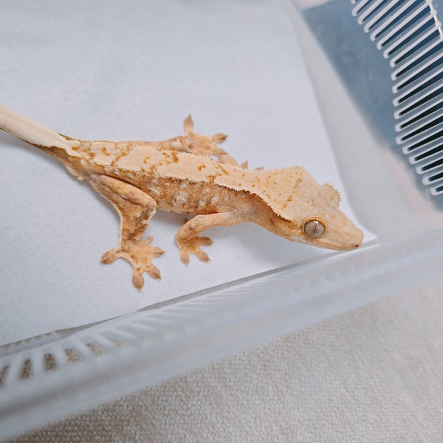 크림시클 크림 옐로우