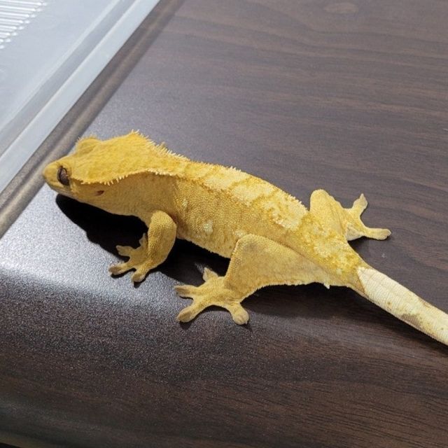 크림시클 옐로우