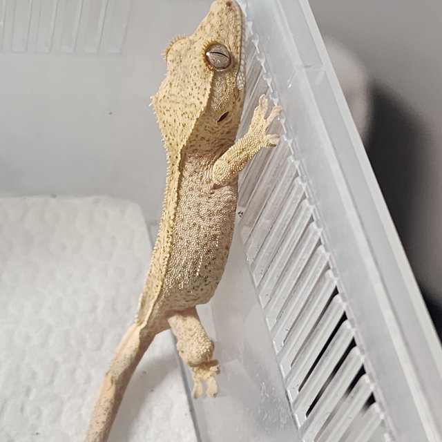 크림 옐로우 크림시클 팬텀