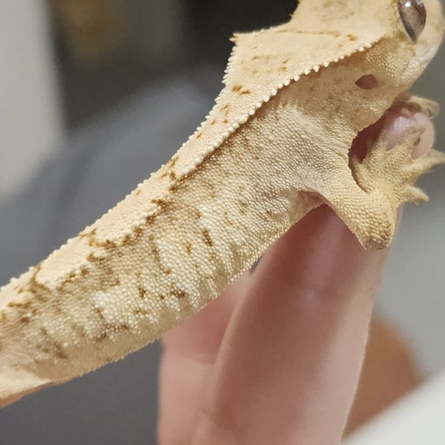 크림 크림시클 옐로우