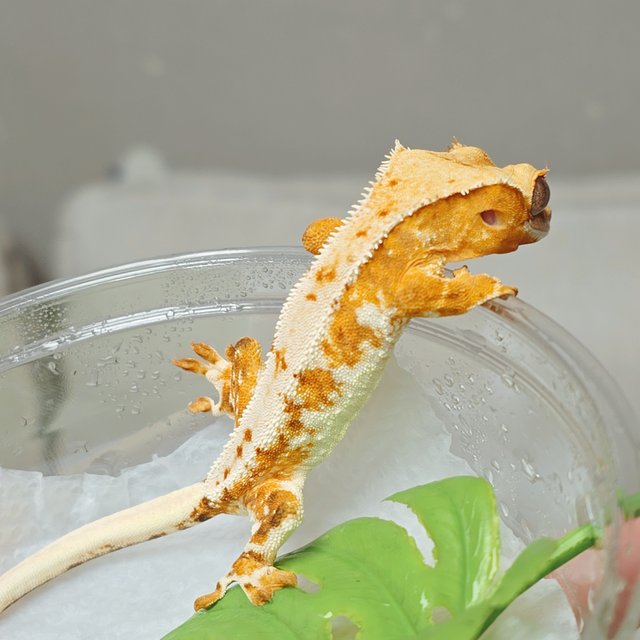 크림 크림시클 릴리화이트 옐로우 트라이