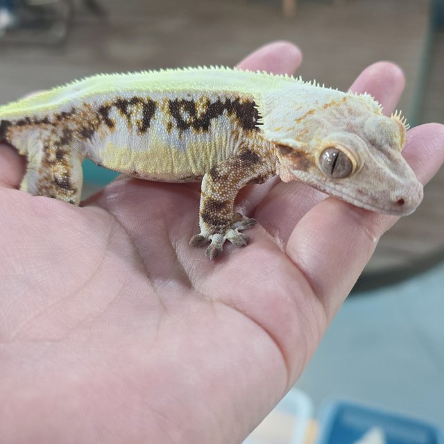 솔리드백 릴리화이트 트라이