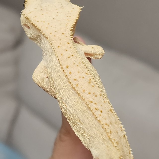 크림 크림시클 노멀 팬텀 옐로우