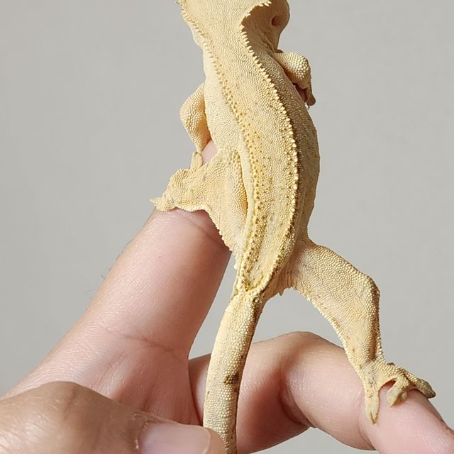크림 노멀 크림시클