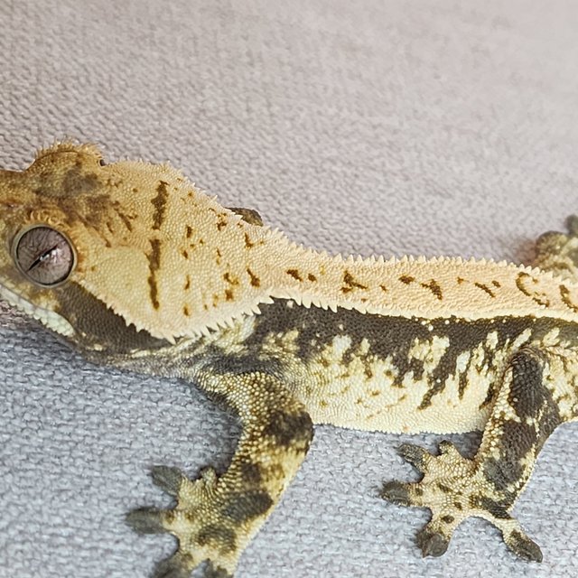 화이트스팟 트라이 익스트림할리퀸 화이트 화이트포트홀