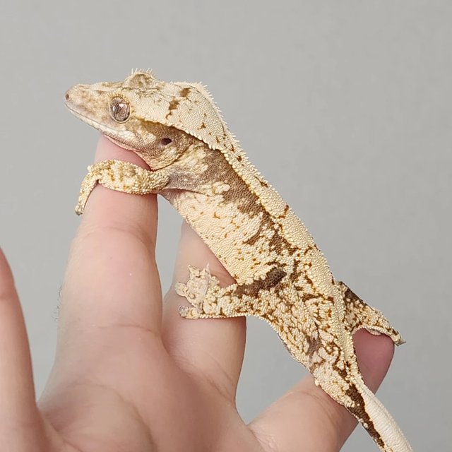 드리피 화이트스팟 화이트 노멀