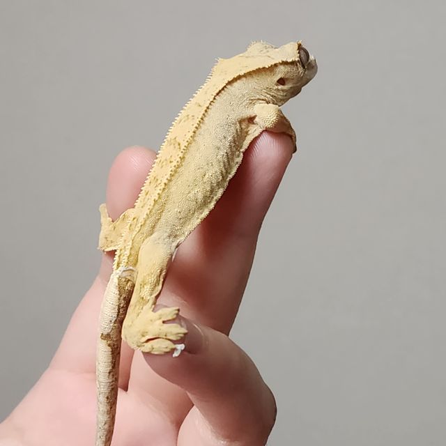 크림 노멀 크림시클