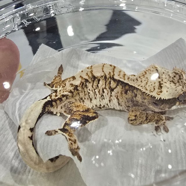 트라이 익스트림할리퀸 화이트스팟