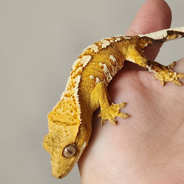 크림 크림시클 옐로우 화이트스팟 화이트포트홀