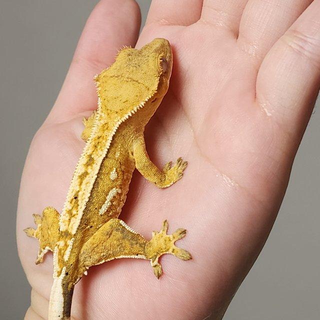 크림시클 크림 옐로우