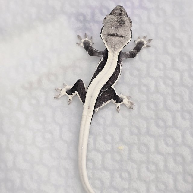 릴잔틱 솔리드백 슈퍼스트라이프