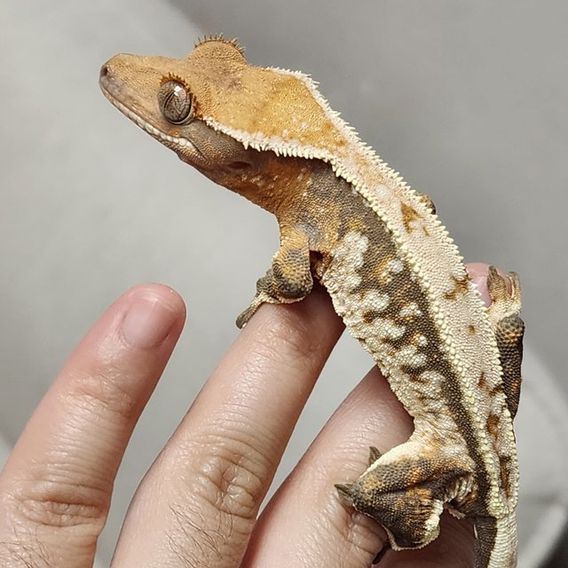 트라이 익스트림할리퀸