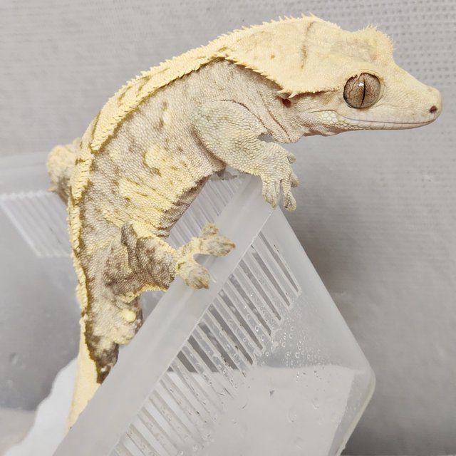 크림 크림시클 화이트스팟 옐로우 화이트