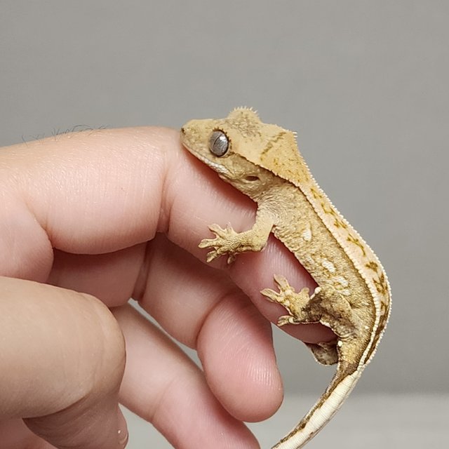 크림 크림시클 풀핀 옐로우 화이트포트홀